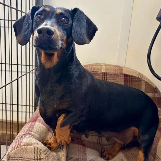 Sixpence, female young Dachshund for adoption at Many Tears Animal Rescue, Llanelli