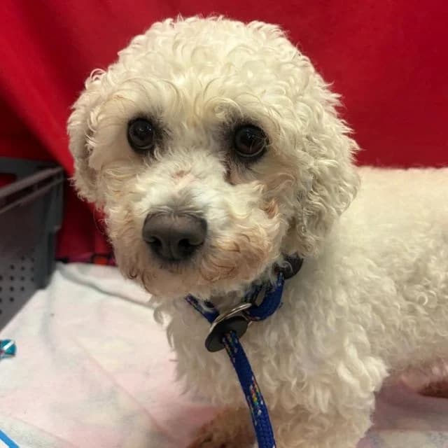 Rizzle, female 6yo Bichon Frisé for adoption at Many Tears Animal Rescue, Llanelli