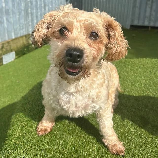 Sophie, female 6yo Yorkshire Terrier for adoption at Many Tears Animal Rescue, Llanelli