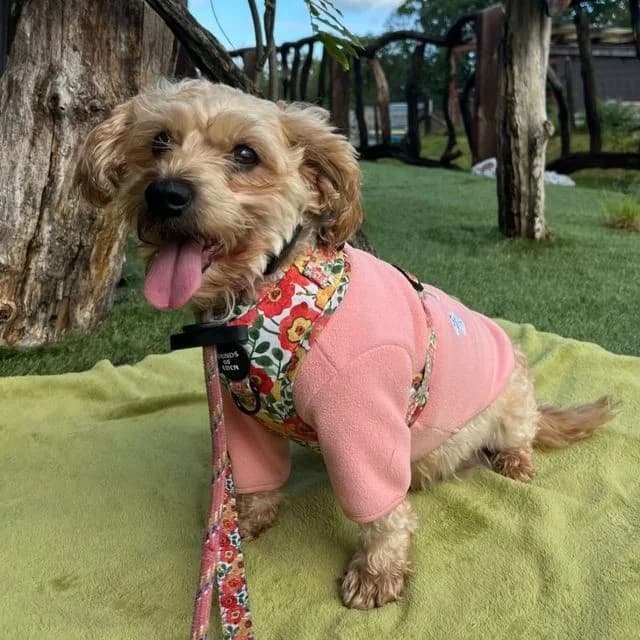 Sophie, female 6yo Yorkshire Terrier for adoption at Many Tears Animal Rescue, Llanelli