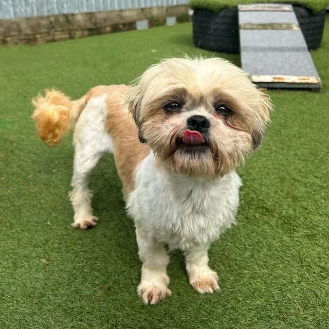Geneva, female 5yo Shih Tzu for adoption at Many Tears Animal Rescue, Llanelli