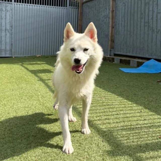 Gigi, female young Pomsky for adoption at Many Tears Animal Rescue, Llanelli