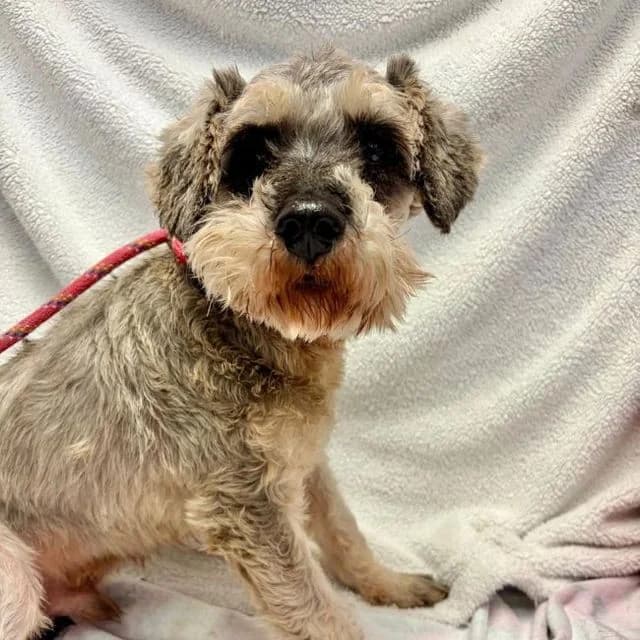 Ollie, male 7yo mixed breed for adoption at Many Tears Animal Rescue, Llanelli