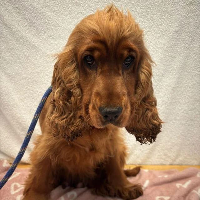 October, female 5yo Cocker Spaniel for adoption at Many Tears Animal Rescue, Llanelli