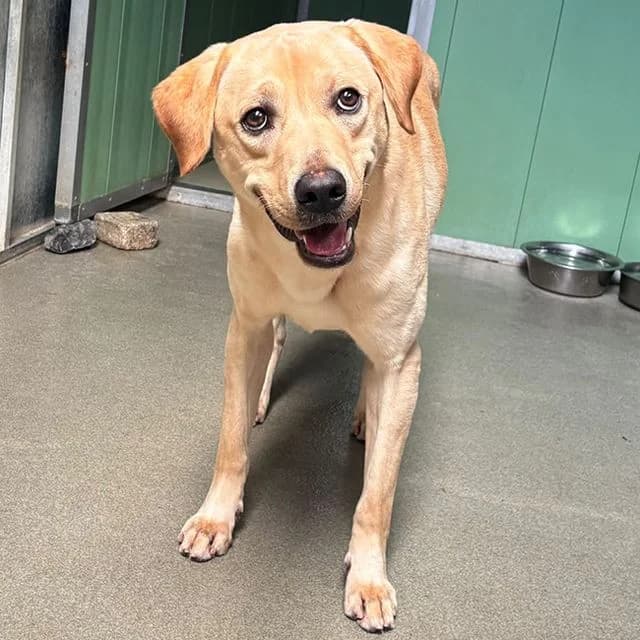 Otis, male young Labrador Retriever for adoption at Many Tears Animal Rescue, Llanelli