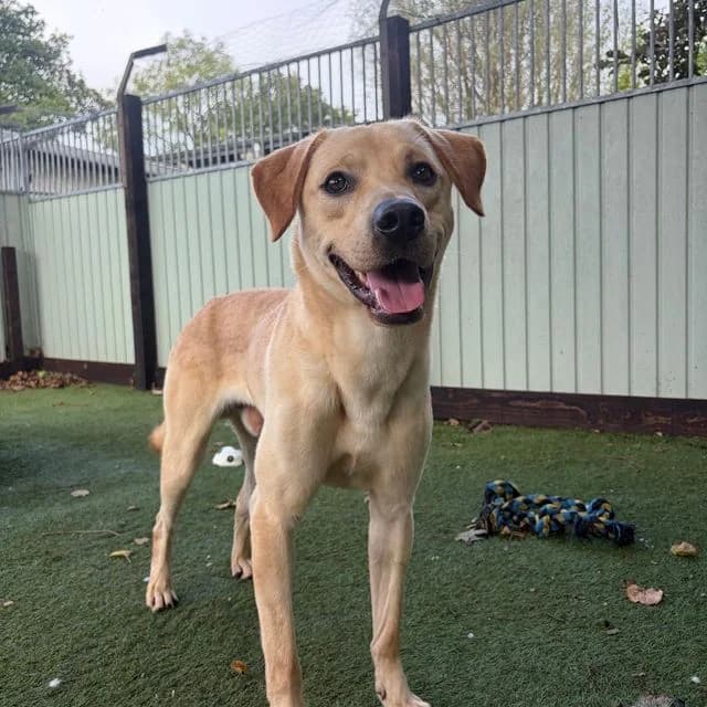 Otis, male young Labrador Retriever for adoption at Many Tears Animal Rescue, Llanelli
