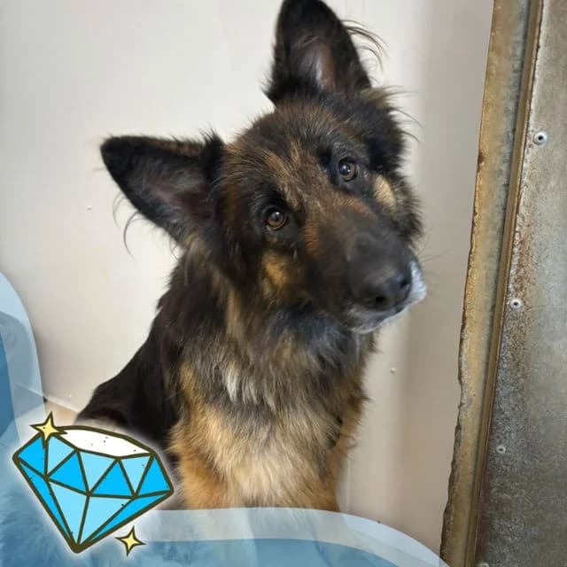 Opal, female 4yo mixed breed for adoption at Many Tears Animal Rescue, Llanelli