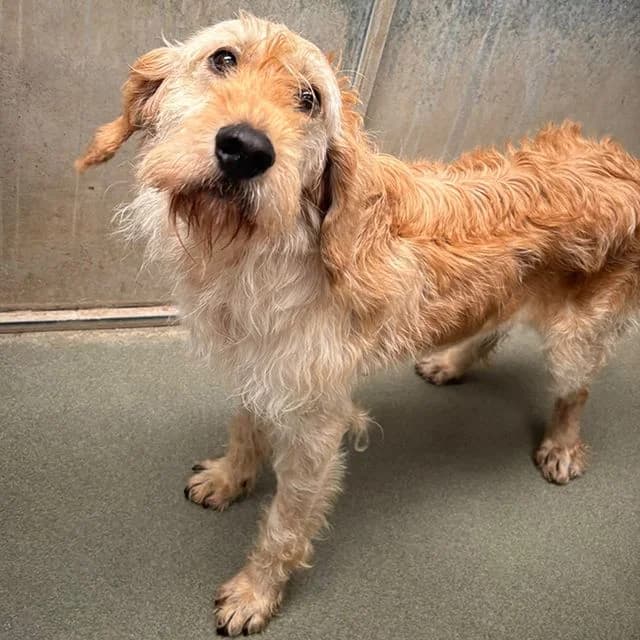 Henna, female 5yo Labradoodle for adoption at Many Tears Animal Rescue, Llanelli
