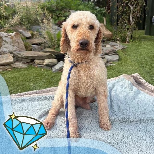 Orlando, male senior Poodle for adoption at Many Tears Animal Rescue, Llanelli