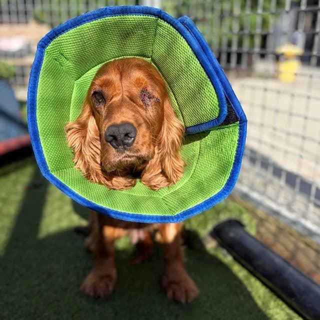 Oasis, female 5yo Cocker Spaniel for adoption at Many Tears Animal Rescue, Llanelli