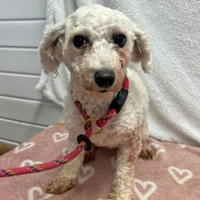 Jules, female 5yo Bichon Frisé for adoption at Many Tears Animal Rescue, Llanelli