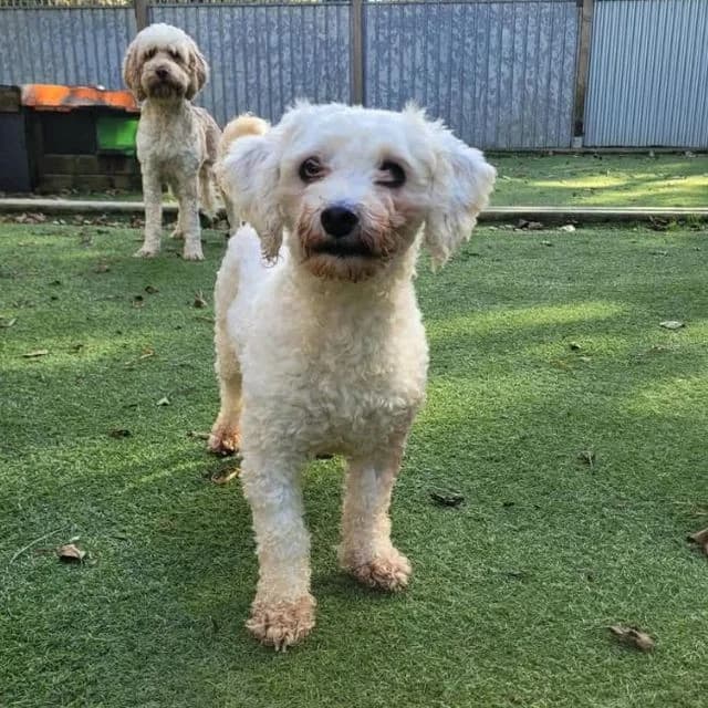 Jules, female 5yo Bichon Frisé for adoption at Many Tears Animal Rescue, Llanelli