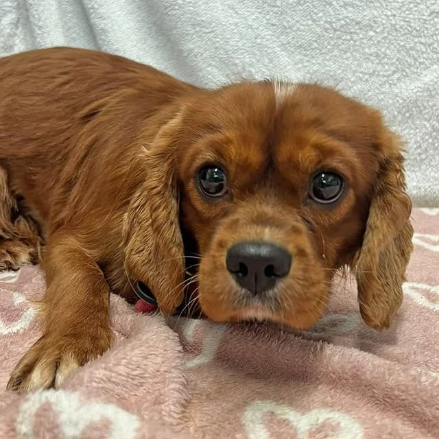 Julius, male young Cavalier King Charles Spaniel for adoption at Many Tears Animal Rescue, Llanelli