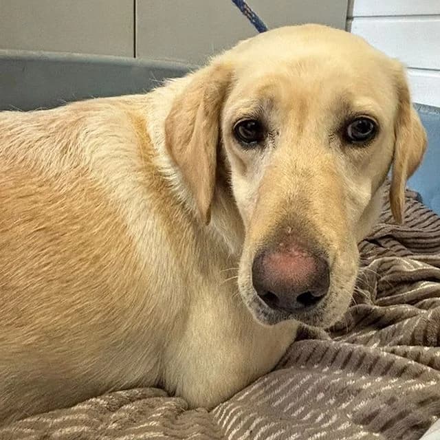 Orange, female 5yo Labrador Retriever for adoption at Many Tears Animal Rescue, Llanelli