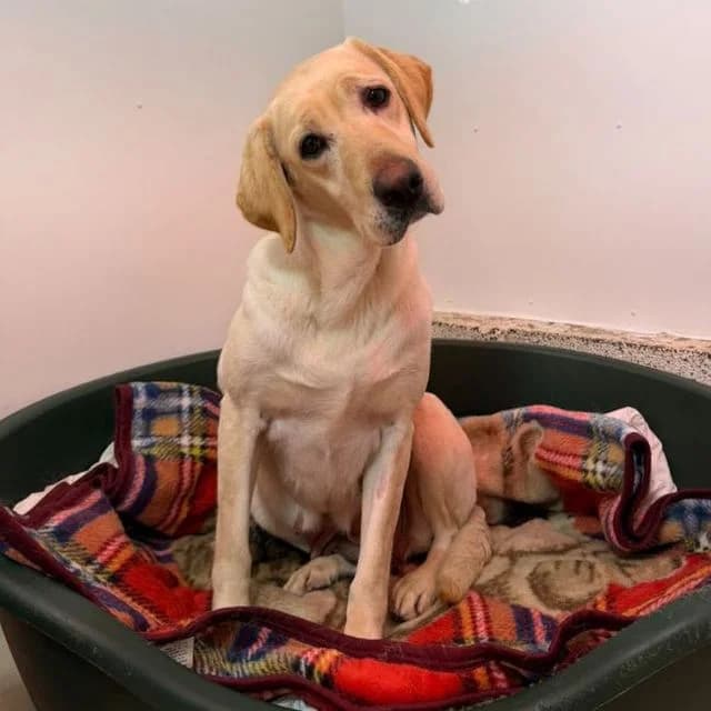 Orange, female 5yo Labrador Retriever for adoption at Many Tears Animal Rescue, Llanelli