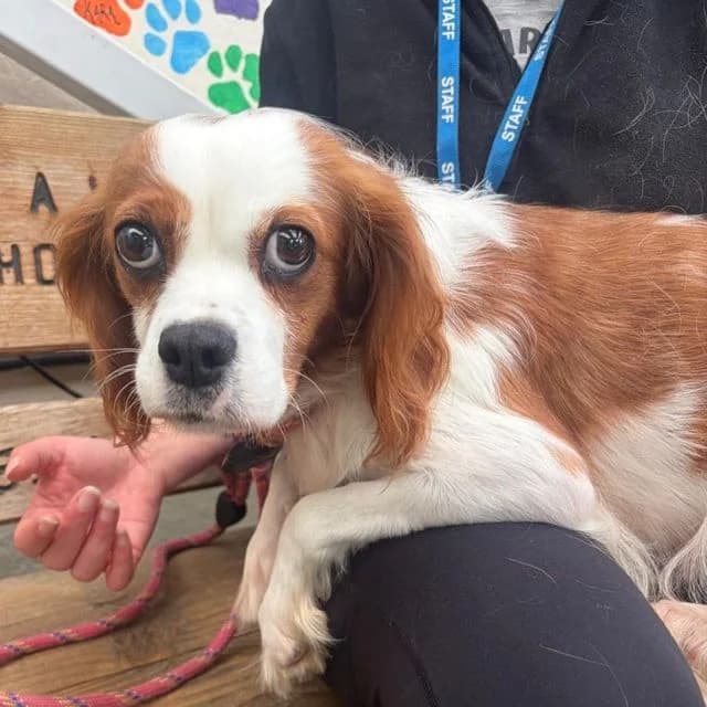Crumpet, female 7yo Cavalier King Charles Spaniel for adoption at Many Tears Animal Rescue, Llanelli
