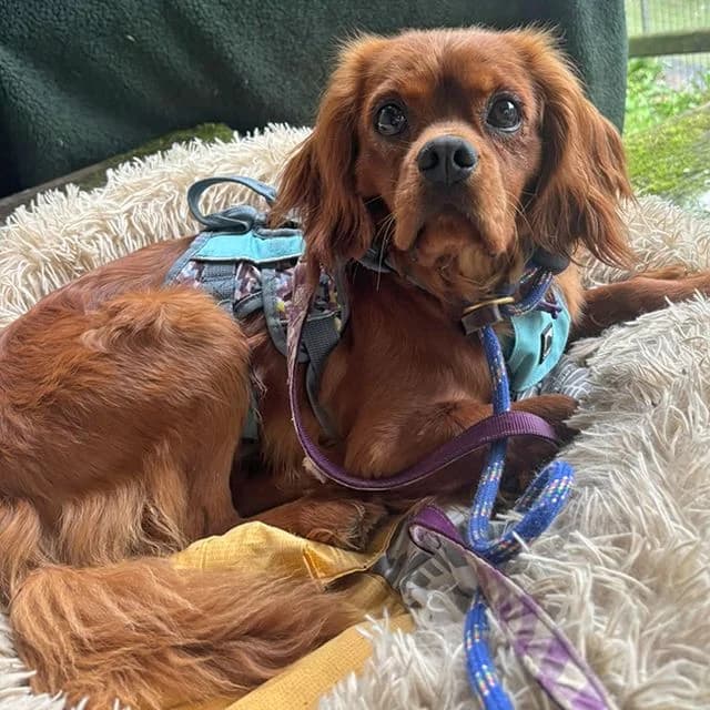 Rupert, male 3yo Cavalier King Charles Spaniel for adoption at Many Tears Animal Rescue, Llanelli