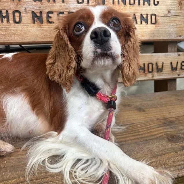 Maggie, female 5yo Cavalier King Charles Spaniel for adoption at Many Tears Animal Rescue, Llanelli