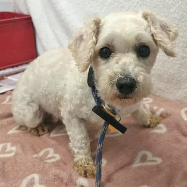 Gemma, female 5yo Bichon Frisé for adoption at Many Tears Animal Rescue, Llanelli