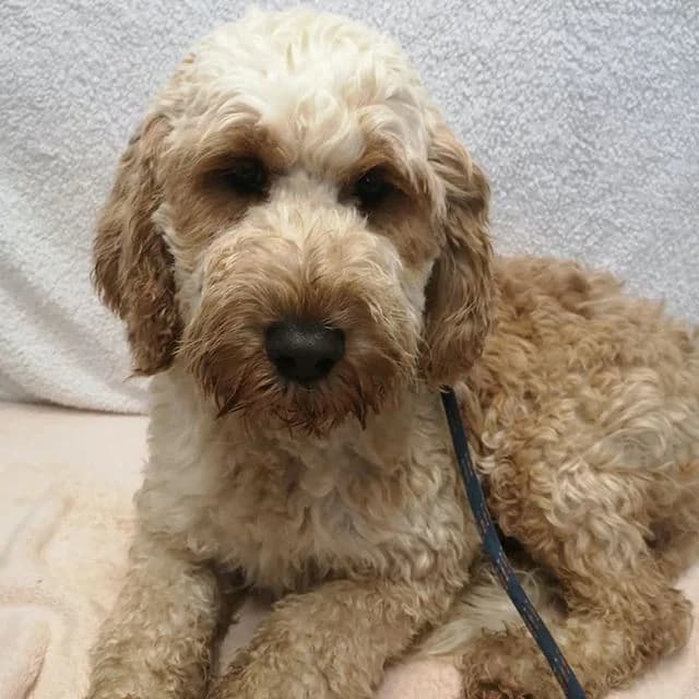 Alice, female young Poodle for adoption at Many Tears Animal Rescue, Llanelli