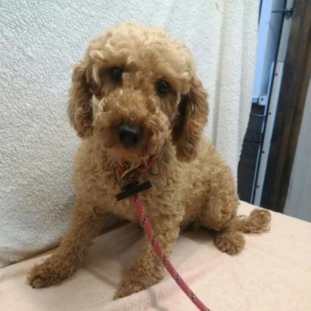 Mabel, female 5yo Poodle for adoption at Many Tears Animal Rescue, Llanelli