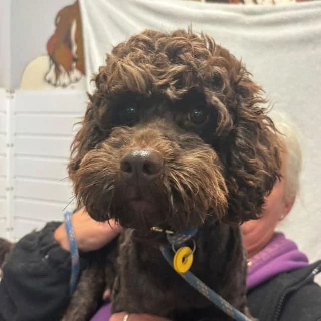 Pippa, female 4yo Poodle for adoption at Many Tears Animal Rescue, Llanelli