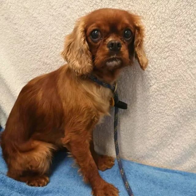 Pixie, female 4yo Cavalier King Charles Spaniel for adoption at Many Tears Animal Rescue, Llanelli