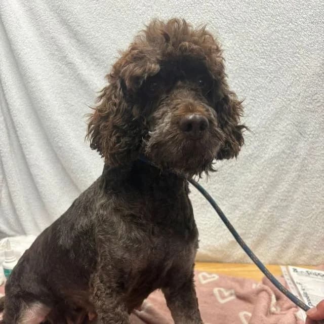 Paris, female 3yo Poodle for adoption at Many Tears Animal Rescue, Llanelli