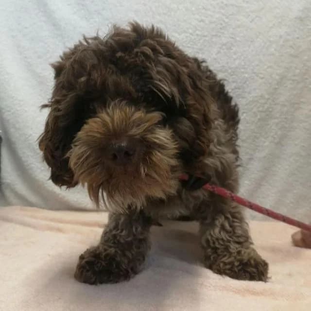 Peanut, female 4yo Poodle for adoption at Many Tears Animal Rescue, Llanelli