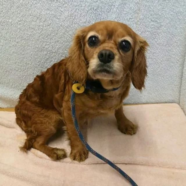Pebbles, female 5yo Cavalier King Charles Spaniel for adoption at Many Tears Animal Rescue, Llanelli