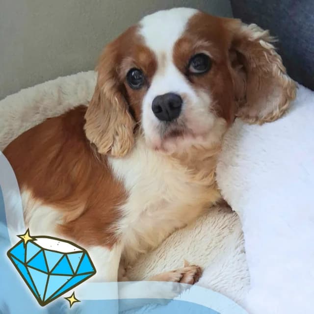 Poppy, female senior Cavalier King Charles Spaniel for adoption at Many Tears Animal Rescue, Llanelli