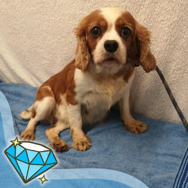 Poppy, female senior Cavalier King Charles Spaniel for adoption at Many Tears Animal Rescue, Llanelli