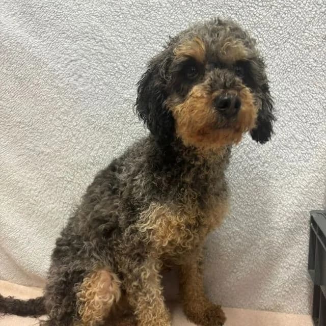 Pippin, female young Poodle for adoption at Many Tears Animal Rescue, Llanelli