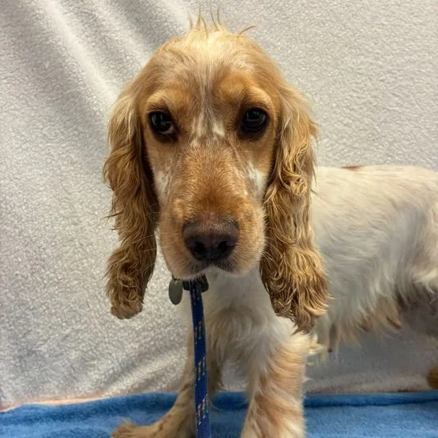 Peru, female 4yo Cocker Spaniel for adoption at Many Tears Animal Rescue, Llanelli