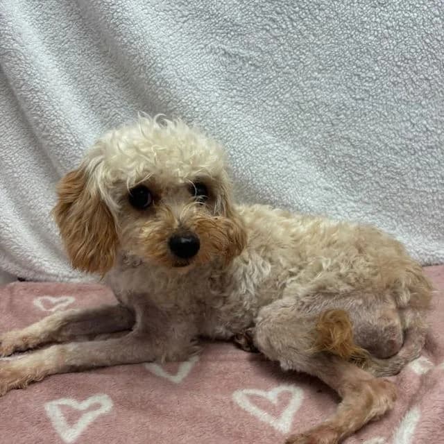 Possum, female 3yo Poodle for adoption at Many Tears Animal Rescue, Llanelli