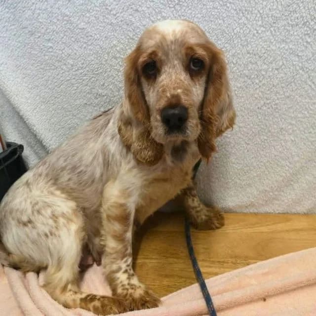 KitKat, female 3yo Cocker Spaniel for adoption at Many Tears Animal Rescue, Llanelli