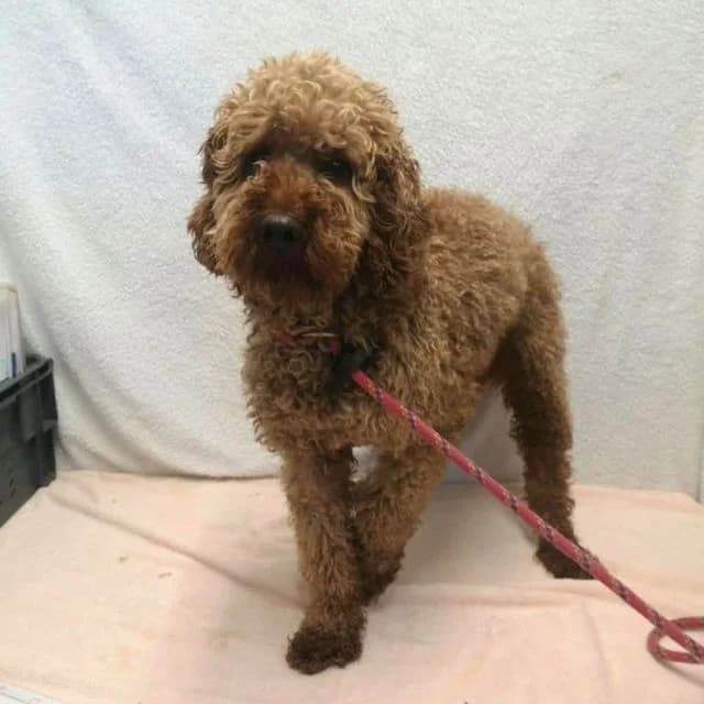 Kirk, male 4yo Poodle for adoption at Many Tears Animal Rescue, Llanelli