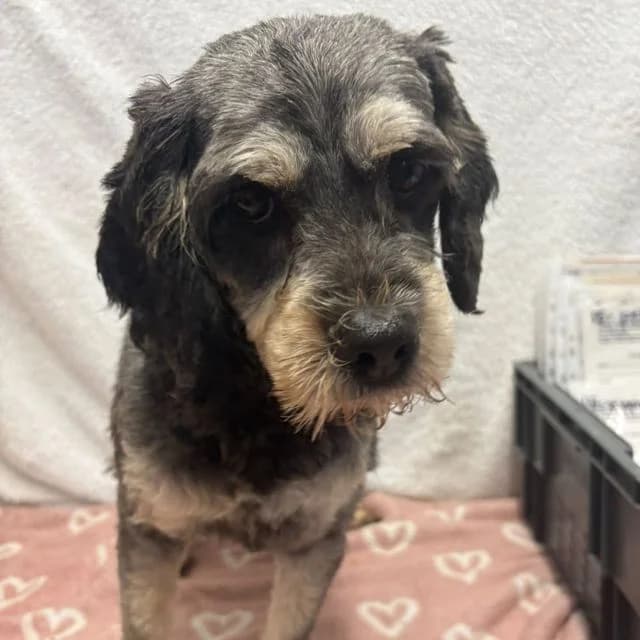Kiwi, female 4yo Miniature Schnauzer for adoption at Many Tears Animal Rescue, Llanelli