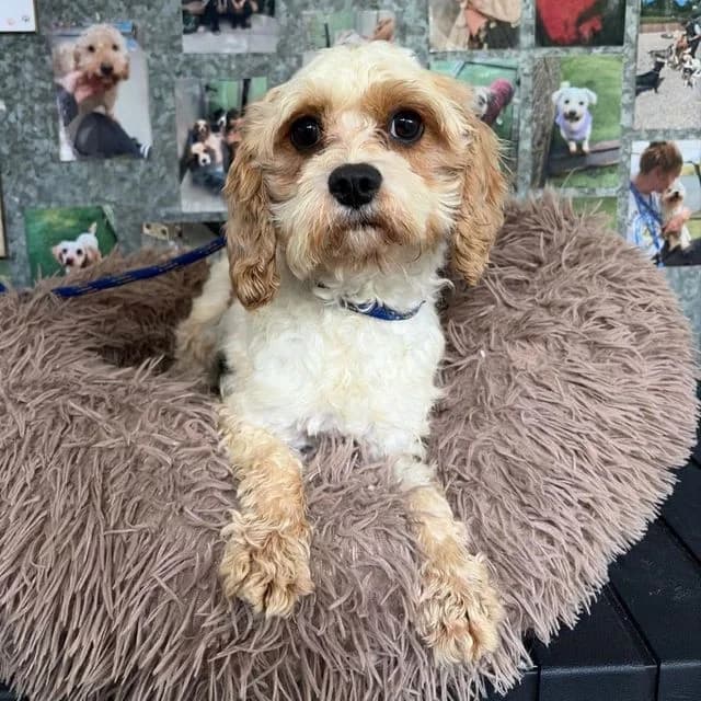 Kara, female 4yo Poodle for adoption at Many Tears Animal Rescue, Llanelli
