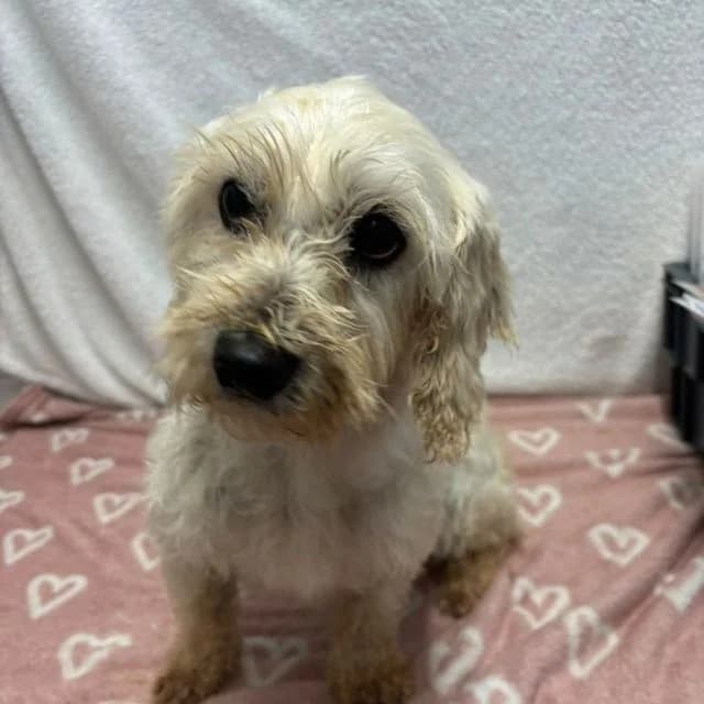 Kismet, female 5yo Poodle for adoption at Many Tears Animal Rescue, Llanelli