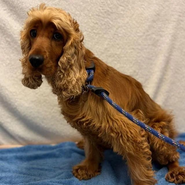 Koala, female 5yo Cocker Spaniel for adoption at Many Tears Animal Rescue, Llanelli