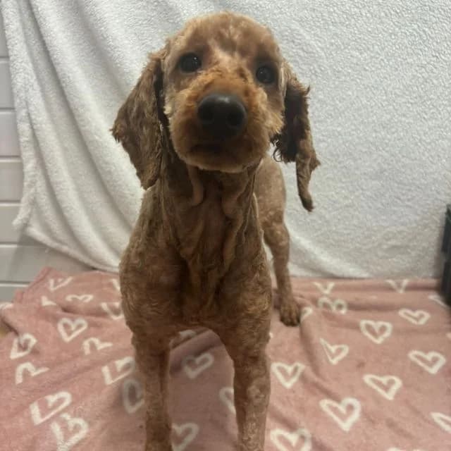 Travis, male 3yo Poodle for adoption at Many Tears Animal Rescue, Llanelli