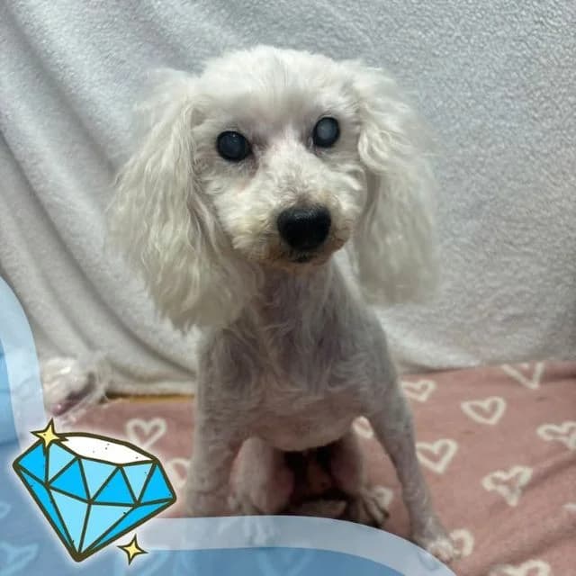 Tucker, male senior Poodle for adoption at Many Tears Animal Rescue, Llanelli