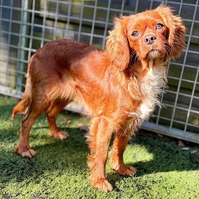 Caviar, female young Cavalier King Charles Spaniel for adoption at Many Tears Animal Rescue, Llanelli