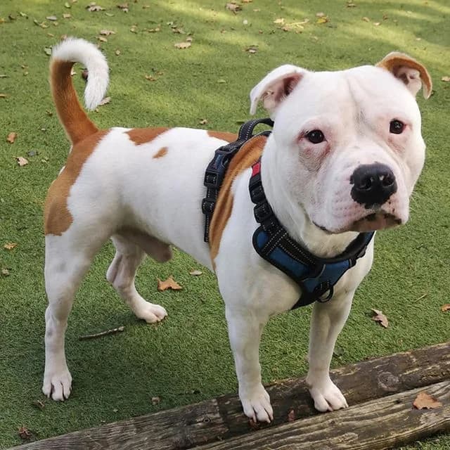Milo, male young Staffordshire Bull Terrier for adoption at Many Tears Animal Rescue, Llanelli