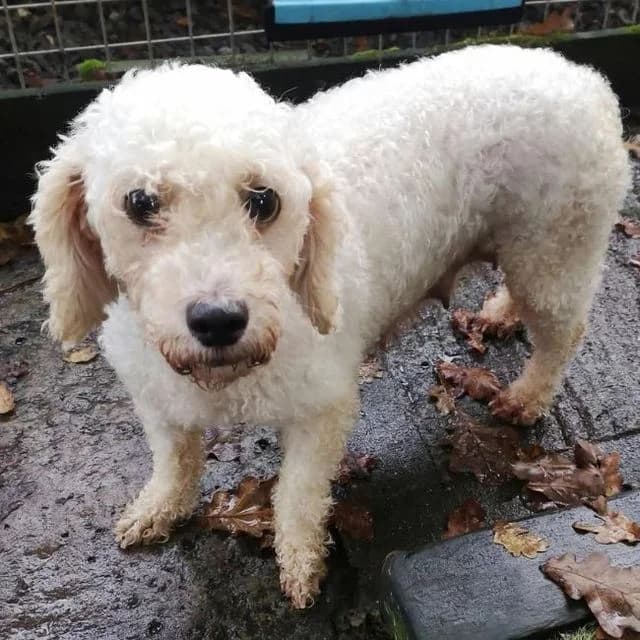 Jane, female 7yo Poodle for adoption at Many Tears Animal Rescue, Llanelli