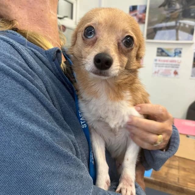 Rolo, male young Chihuahua for adoption at Many Tears Animal Rescue, Llanelli