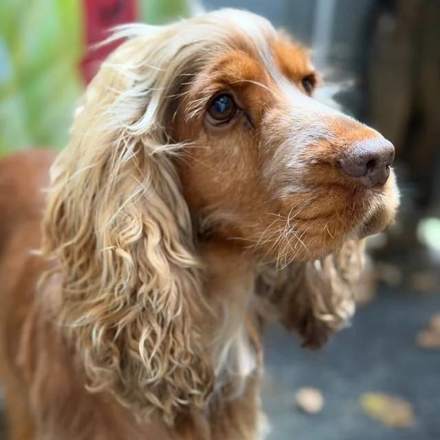 Erin, female 5yo Cocker Spaniel for adoption at Many Tears Animal Rescue, Llanelli