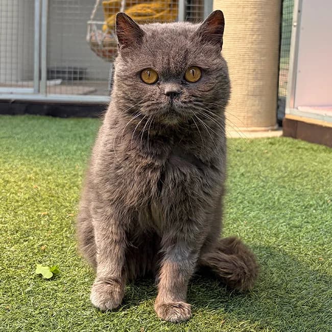 Gem, female 5yo British Shorthair for adoption at Many Tears Animal Rescue