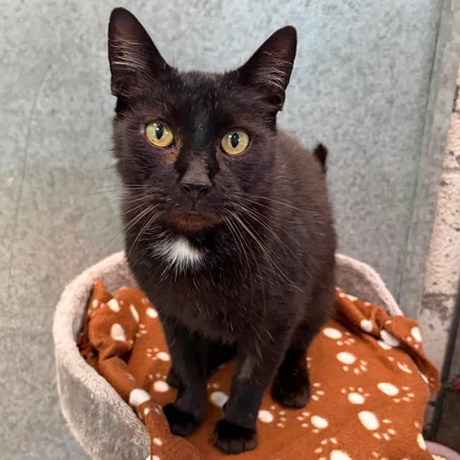 Huggie, male senior Mixed Breed Cat for adoption at Many Tears Animal Rescue